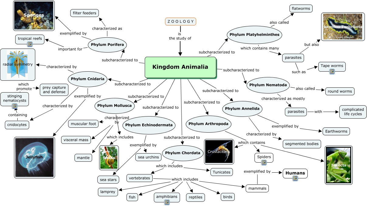 Distinctions of the Five Kingdoms Kingdom Animalia